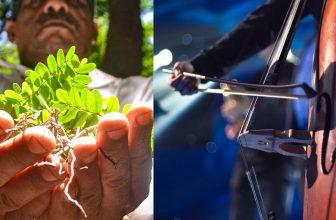 pau brasil - arco de violino